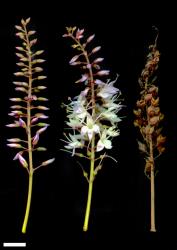 Veronica perbella. Inflorescences (left and centre) and infructescence (right). Scale = 10 mm.
 Image: M.J. Bayly & A.V. Kellow © Te Papa CC-BY-NC 3.0 NZ